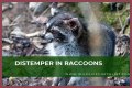 Can Raccoons Get Distemper? - Kylon Powell