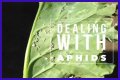 Does Sulphur Kill Aphids? - Kylon Powell
